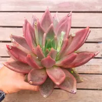 Echeveria agavoides 'Psiche' ('Romeo' X tolimanensis - vaso11) - Foto 2