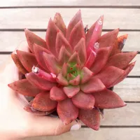 Echeveria agavoides 'Psiche' ('Romeo' X tolimanensis - vaso11) - Foto 3