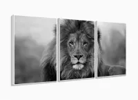 Quadro Decorativo Leão Preto E Branco 120x60  Sala Quarto com moldura filete - Foto 4