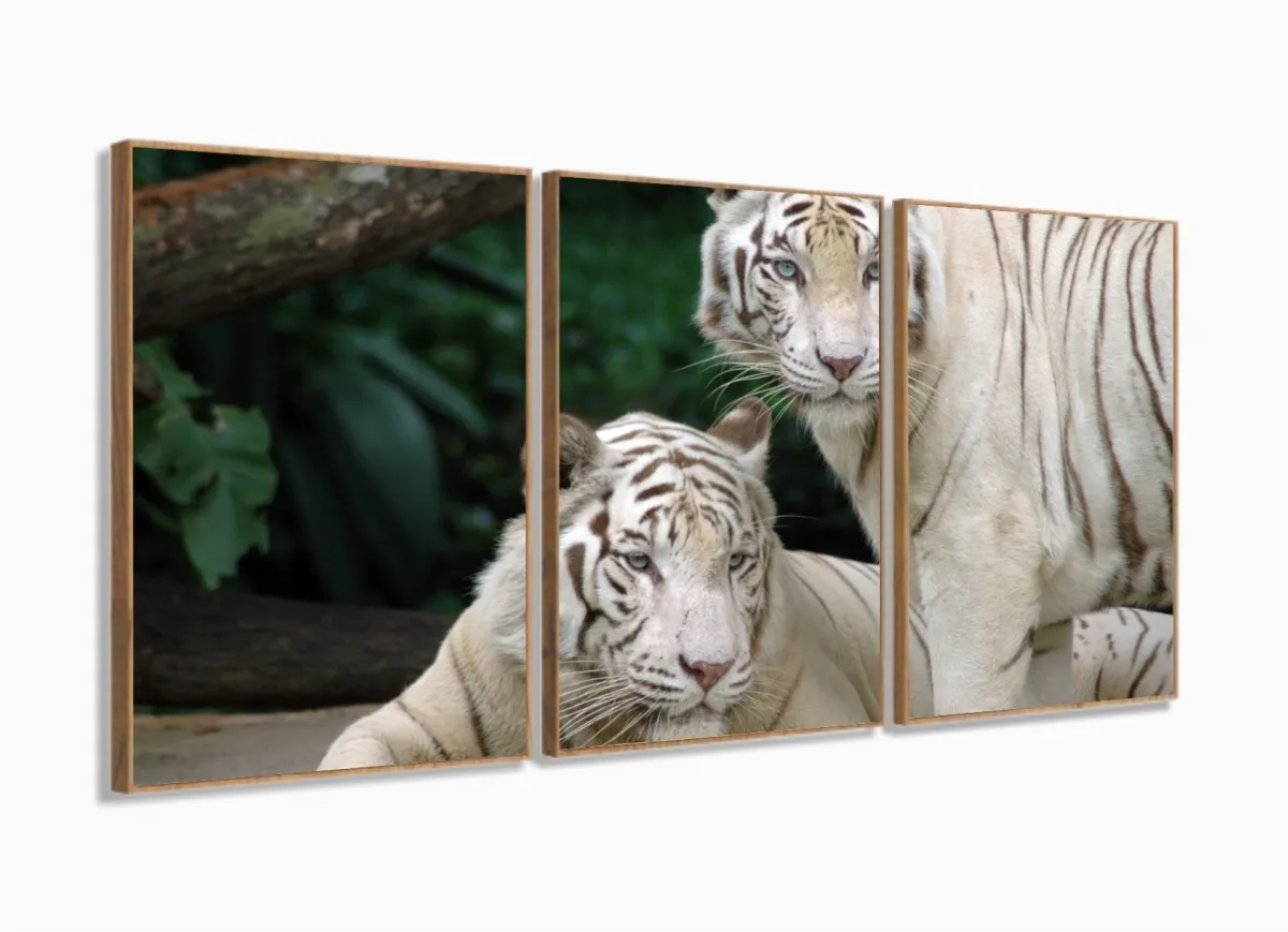 Quadro Decorativo Natureza Tigres Selvagens 3 peças 120x66 M2 com moldura filete Imagem