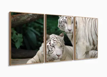 Quadro Decorativo Natureza Tigres Selvagens 3 peças 120x66 M2 com moldura filete