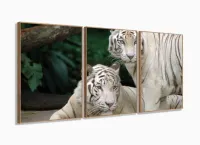 Quadro Decorativo Natureza Tigres Selvagens 3 peças 120x66 M2 com moldura filete