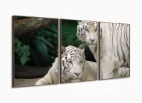 Quadro Decorativo Natureza Tigres Selvagens 3 peças 120x66 M2 com moldura filete - Foto 2