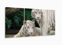 Quadro Decorativo Natureza Tigres Selvagens 3 peças 120x66 M2 com moldura filete - Foto 5