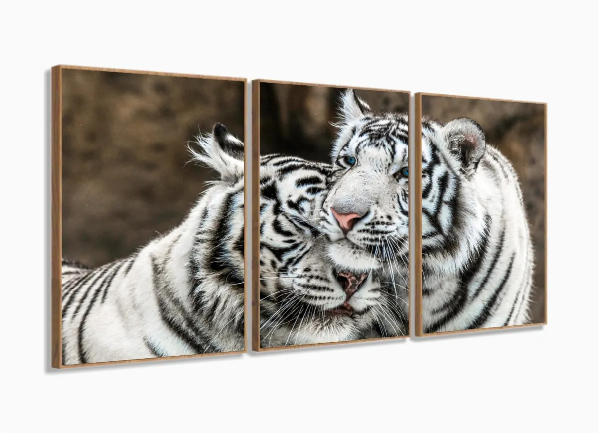 Quadro Decorativo Tigres Brancos 120x60 3 peças Sala Quarto com moldura filete Imagem