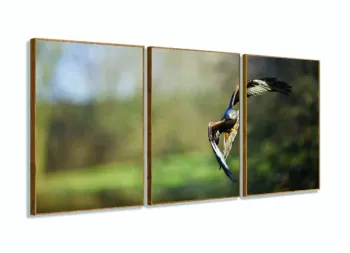 Quadro The Eagle Fly Conjunto 3 Peças Águia para Hall 120x60 com moldura filete