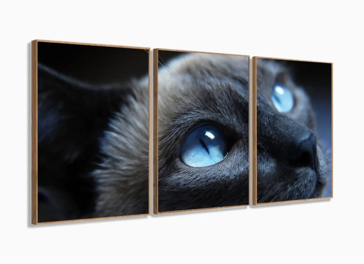 Quadros Decorativos Gato Olho Azul 120x60 3 peças com moldura filete Imagem