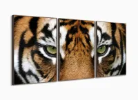 Quadros Decorativos Tigre 120x60 3 peças em Tecido com moldura filete - Foto 2