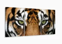 Quadros Decorativos Tigre 120x60 3 peças em Tecido com moldura filete - Foto 5