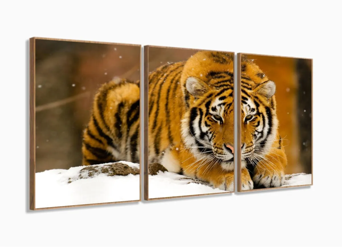 Quadros Decorativos Tigre Neve 120x60 3 peças mt em Tecido com moldura filete Imagem
