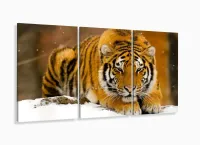 Quadros Decorativos Tigre Neve 120x60 3 peças mt em Tecido com moldura filete - Foto 5