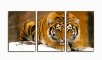 Quadros Decorativos Tigre Neve 120x60 3 peças mt em Tecido com moldura filete - Foto 6