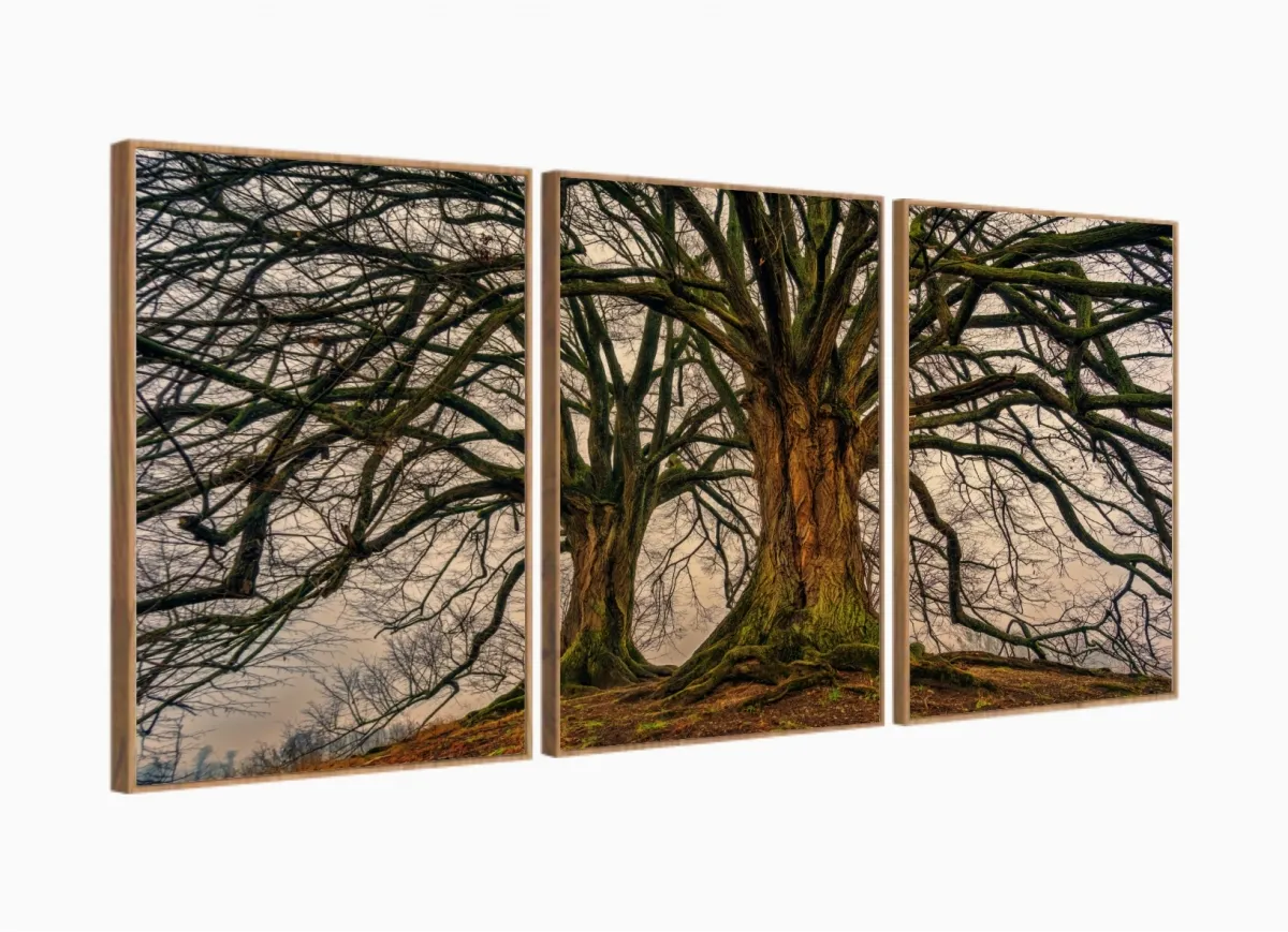 Conjunto Quadros 3 Peças Árvore Raiz decorativo Sala Quarto com moldura filete Imagem
