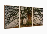 Conjunto Quadros 3 Peças Árvore Raiz decorativo Sala Quarto com moldura filete