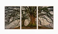 Conjunto Quadros 3 Peças Árvore Raiz decorativo Sala Quarto com moldura filete - Foto 6