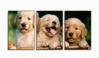 Quadro Decorativo Filhotes Cachorro 120x60 3 peças com moldura filete - Foto 6