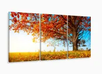 Quadro Decorativo Outono Árvore Céu Azul 120x60 Sala Quarto com moldura filete - Foto 5