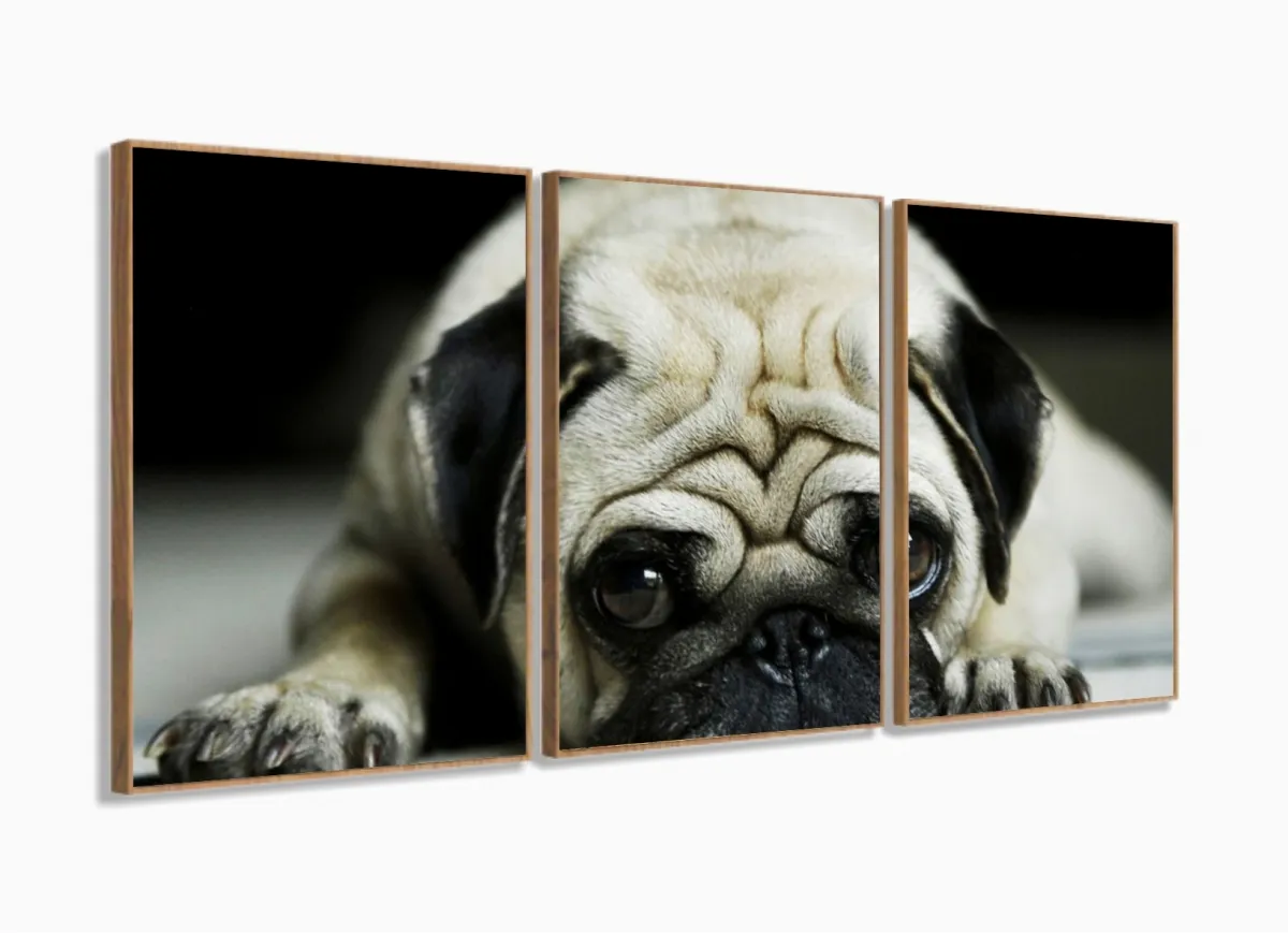 Quadro Decorativo Pug Cachorro Com Tela De Tecido 3 peças com moldura filete Imagem
