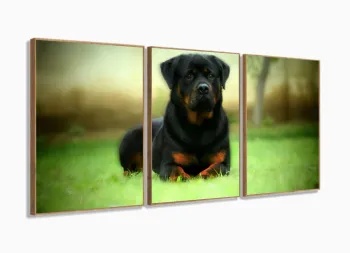 Quadros Decorativos Cachorro Rottweile 3 Peças 120x60 em tecido com moldura filete