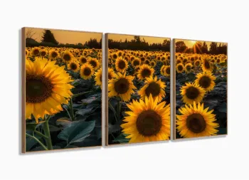Quadro Decorativo Campo de Girasol 3 pçs 120x60 com moldura filete