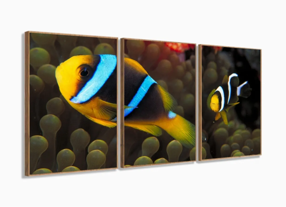 Quadro Decorativo Peixe Palhaço 120x60 com moldura filete Imagem