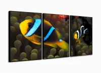 Quadro Decorativo Peixe Palhaço 120x60 com moldura filete - Foto 3