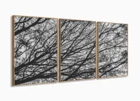 Quadro Galhos Secos Caindo em Preto e Branco Jogo 3 Peças com moldura filete