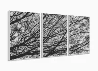 Quadro Galhos Secos Caindo em Preto e Branco Jogo 3 Peças com moldura filete - Foto 4