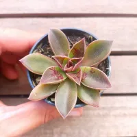 Echeveria 'Brown Sugar' (vaso6)