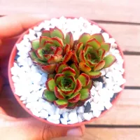 Echeveria 'Puli-lindsayana' (3rosetas - vaso9)