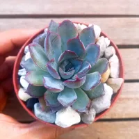 Echeveria 'Dark Ice' (vaso9) - Foto 4