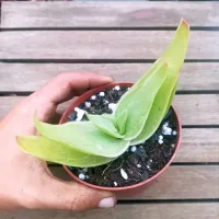 Aloe striata (vaso11) - Foto 2