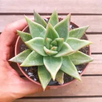 Echeveria agavoides 'Contepec' (vaso11)