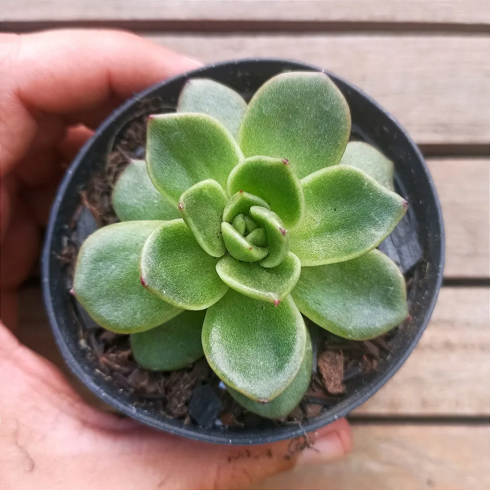 Echeveria agavoides 