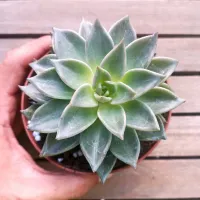 Echeveria paniculata (vaso11)