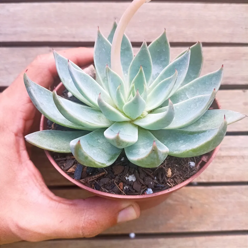 Echeveria cuspidata var. Menchaca (vaso11)