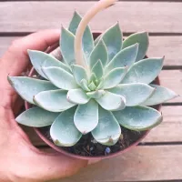 Echeveria cuspidata var. Menchaca (vaso11) - Foto 2