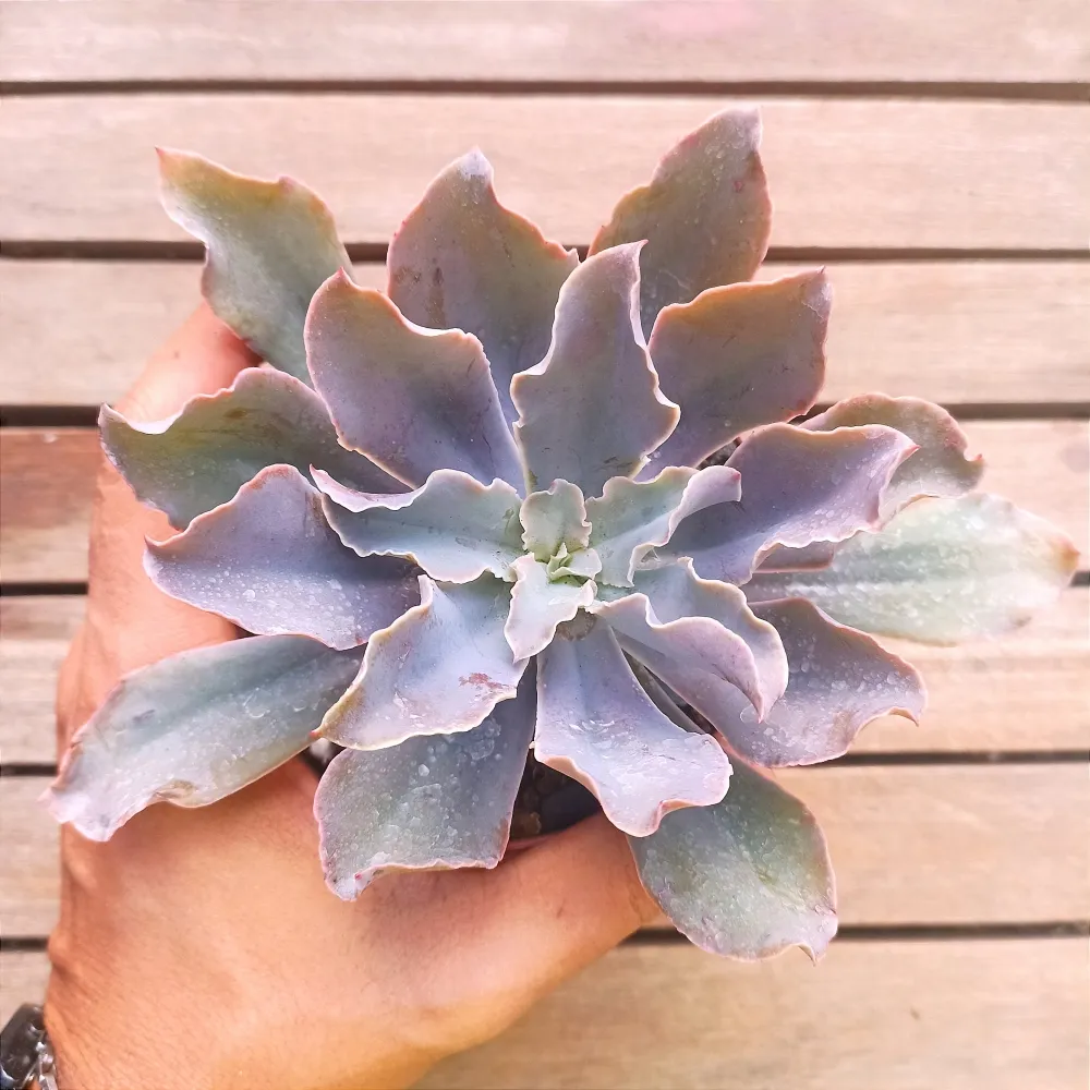 Echeveria 