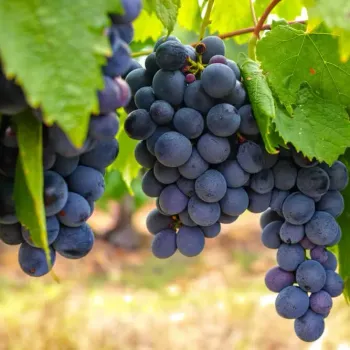 Óleo de SEMENTE DE UVA - prensado a frio