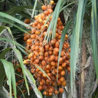 MANTEIGA DE TUCUMÃ ORGÂNICA - Foto 3