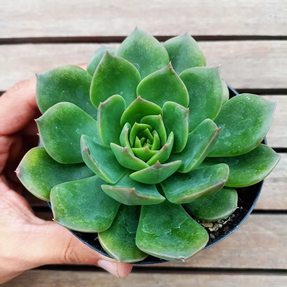 Echeveria 