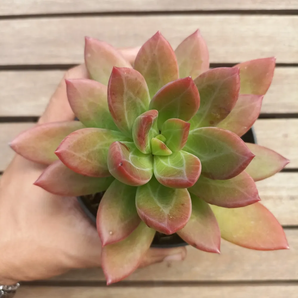 Pachyphytum 