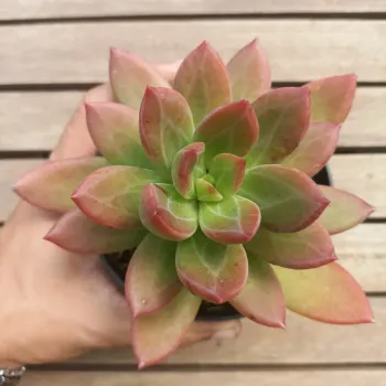 Pachyphytum 