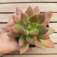 Pachyphytum 'Chiseled Stones' (vaso11)