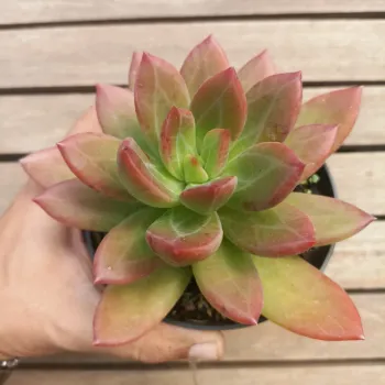 Pachyphytum 'Chiseled Stones' (vaso11) - Foto 2