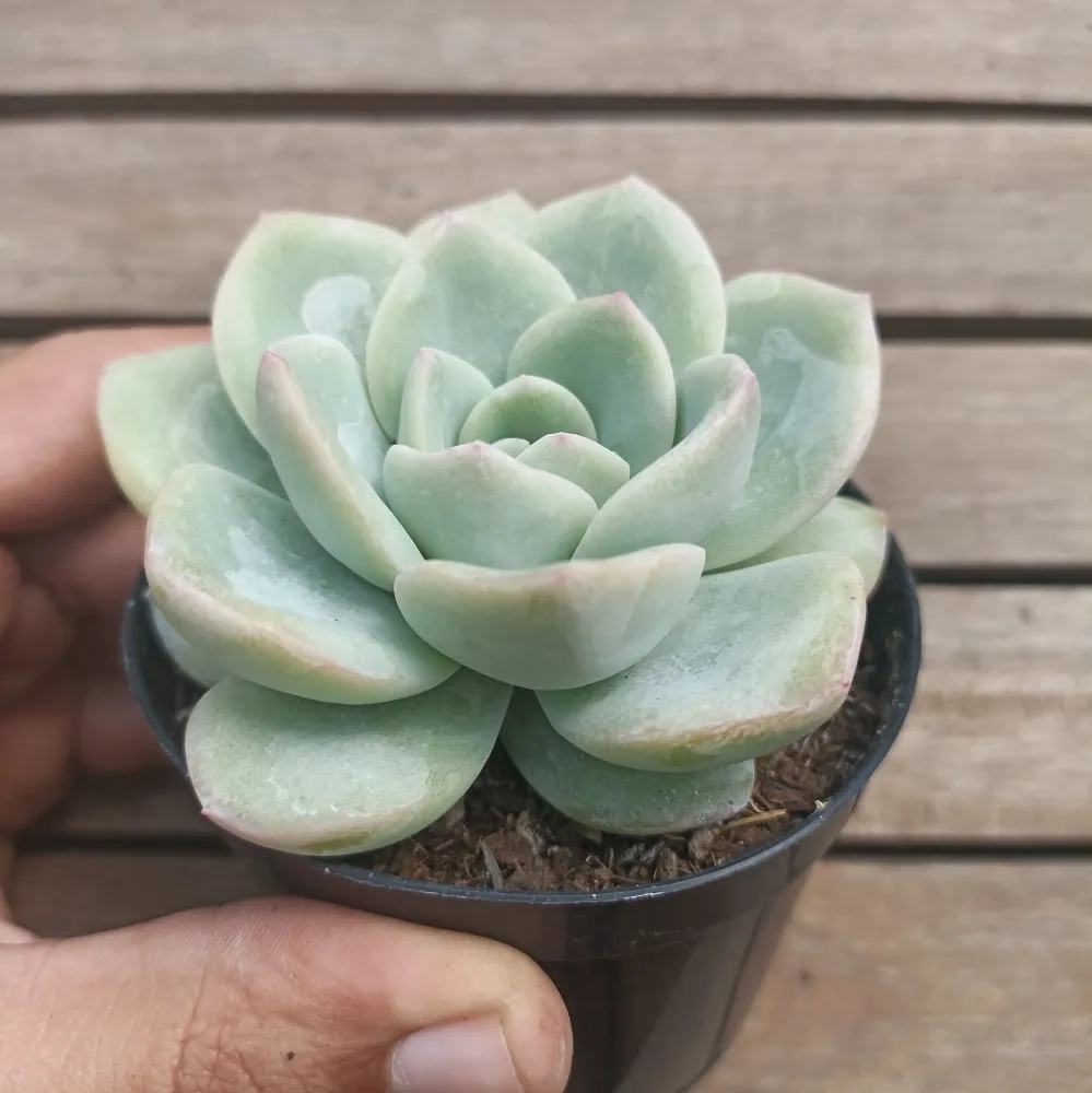 Echeveria 