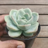 Echeveria 'Amabile' (vaso9)