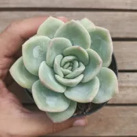 Echeveria 'Amabile' (vaso9) - Foto 2