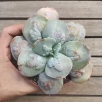 Echeveria gibbiflora 'Carunculata' (vaso11)