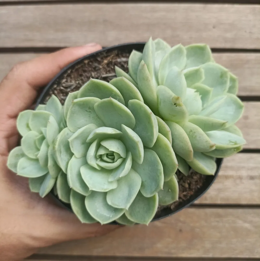 Echeveria 